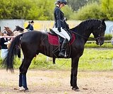 Орловский жеребец 2017 г.р.