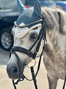 Немецкий спортивный пони