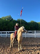 Уэльский пони жеребец