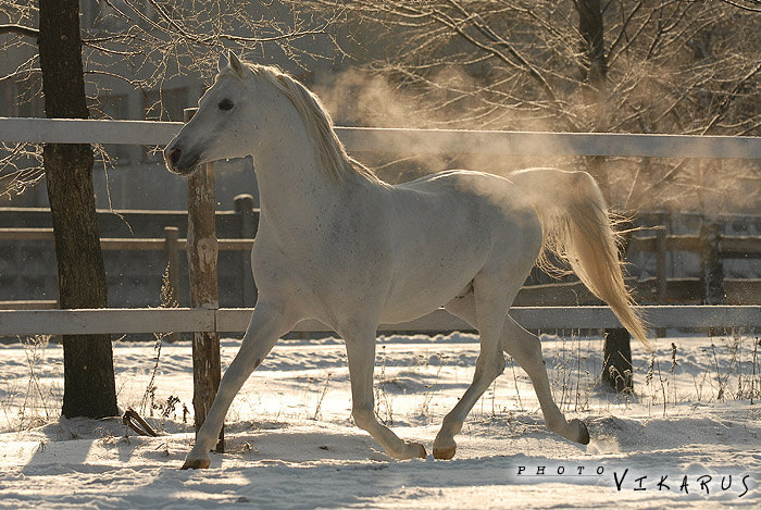 еще немного зимнего солнца в дыхании одной лошади