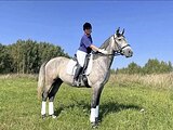 Мерин 2023 г.р.