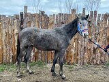рысак чалой масти