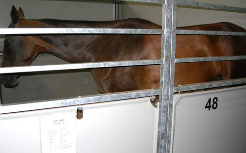 ахалтекинская порода,масть гнедая,год 2003,место рождения ооо ставропольский конный завод №170 