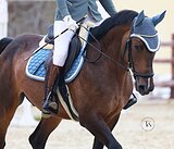 ГНЕДОЙ МЕРИН 4 ГОДА