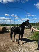 Кобыла 2012