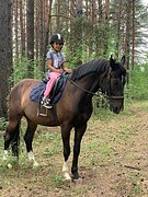 Мерин, помесь. 