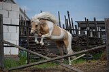 Валли