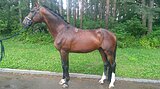 Stallion 2016