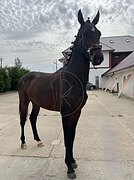 отличное происхождение