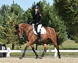 Спортивная кобыла