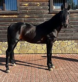 ОТЛИЧНЫЙ КОНЬ ДЛЯ ДУШИ