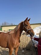 Кобыла 2023 гр