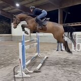 ГНЕДОЙ МЕРИН 7 ЛЕТ