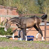 ПОРОДНЫЙ ЖЕРЕБЕЦ