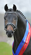 For Romance/Bordeux DRESSAGE 