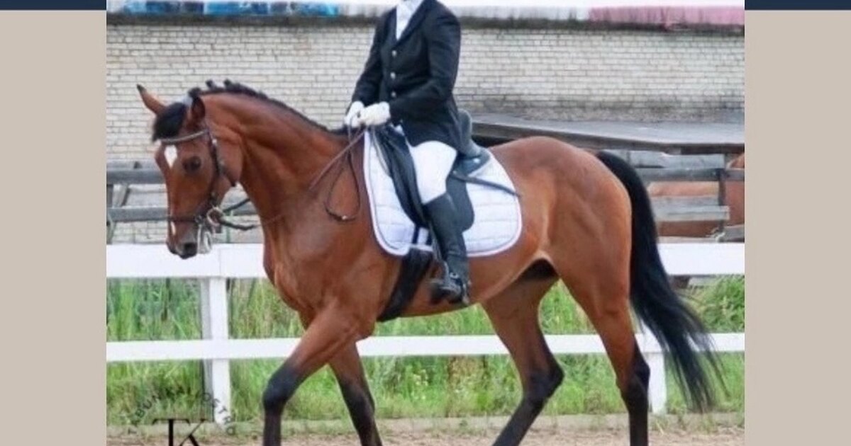 конный спорт эстетика.