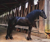 Фризский жеребец 