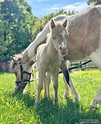 АМНА - КСК Созидатель