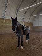 Мерин в конкур