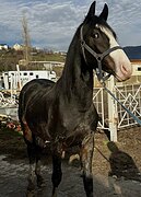 НАРЯДНЫЙ ЖЕРЕБЕЦ