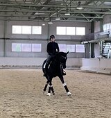 Кобыла в выездку