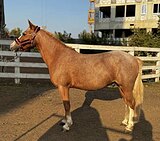 Пони в детский спорт