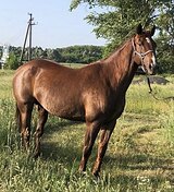 КОБЫЛА В ЛЮБУЮ ДИСЦИПЛИНУ 