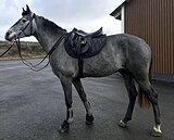 Импортный мерин в конкур