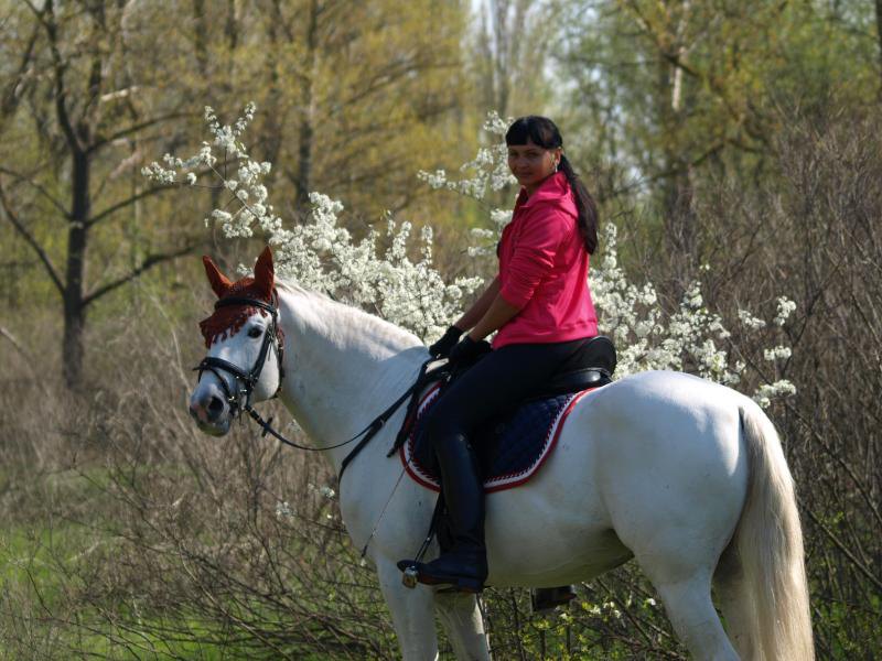 Орловский жеребец Мемфис, фотограф Елена (Salvia)