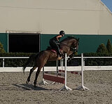 Тракен. кобыла в матки 2010гр