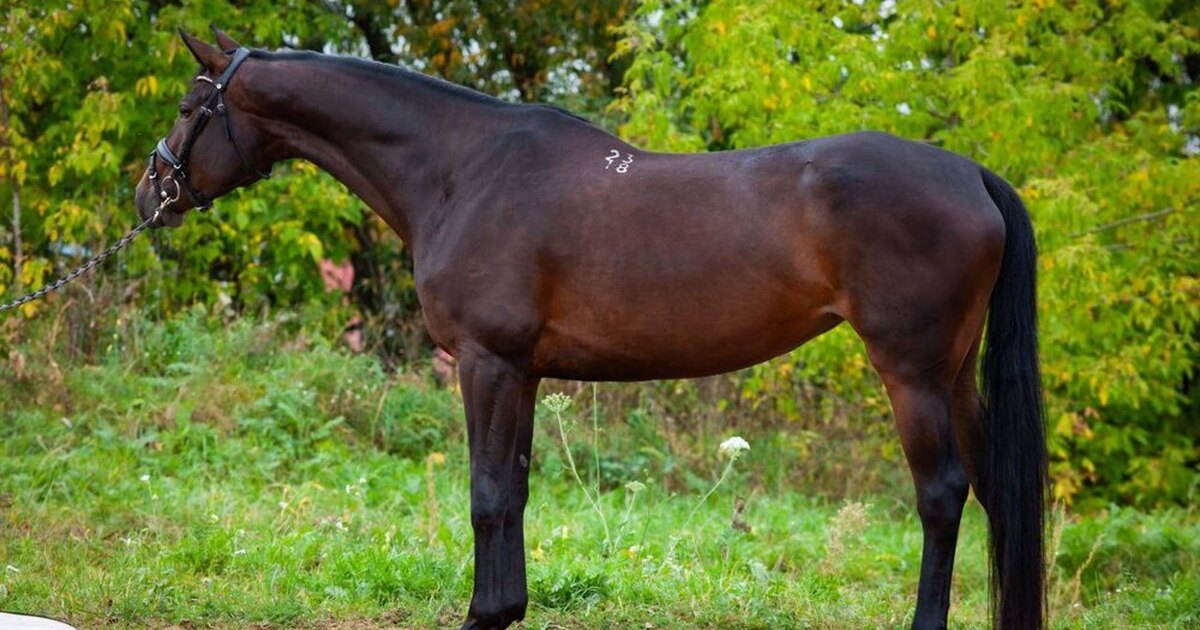 андалузская лошадь серая. лошади в горах. пясть лошади анатомия. теннессийская прогулочная лошадь. конь находится.