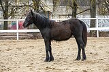 Тинкер кросс