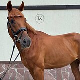 МЕРИН В ЛЮБУЮ ДИСЦИПЛИНУ