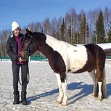 Мерин арабо-пони