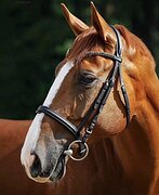 Крупный мерин