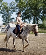 Кобыла в хобби/матки