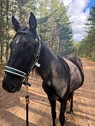 Карачаевский жеребчик