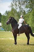 Кобыла Фризской помеси