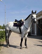 КОБЫЛА В КОНКУР
