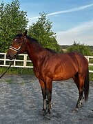 Мерин 
