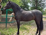 Мерин кросс-фриз