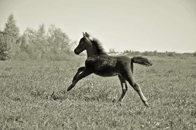 Сын Чемпионов породы, больше информации на сайте mini-pony.ru!