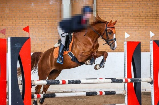 лошадь на дыбах. пять лошадей. лошадь настя. день коня вологда. колесница чувства ум разум душа.