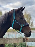 Безопасная кобыла в хобби