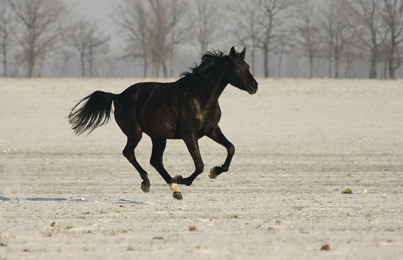 Первый опыт сьемки лошадей в поле. Что сказать... лошадь без седла и уздечки, в свободном движении - МЕЧТА!!! :)