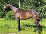 Тракененский мерин