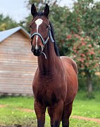 МОЛОДОЙ ЖЕРЕБЕЦ