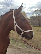 Владимирская кобыла