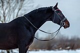 Ганноверский мерин, 7л