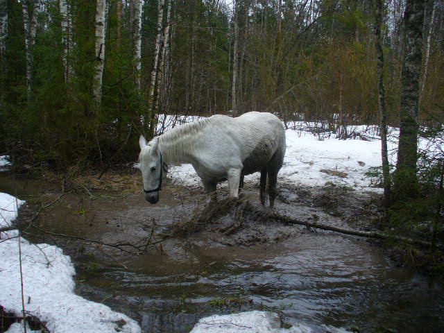 В лесу